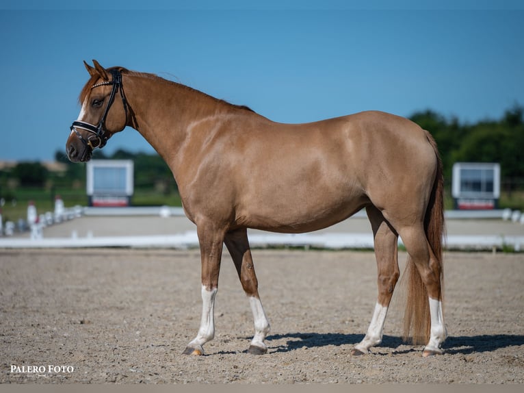 Niemiecki kuc wierzchowy Klacz 5 lat 147 cm Bułana in Skårup