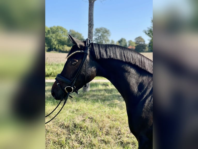 Niemiecki kuc wierzchowy Klacz 5 lat 147 cm Ciemnogniada in Gilleleje