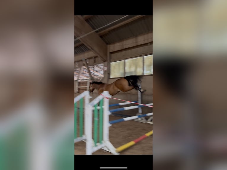 Niemiecki kuc wierzchowy Klacz 5 lat 147 cm Ciemnogniada in Sonnefeld