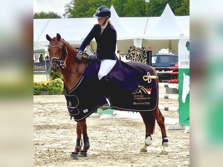 Niemiecki kuc wierzchowy Klacz 5 lat 147 cm Ciemnokasztanowata in Marsberg