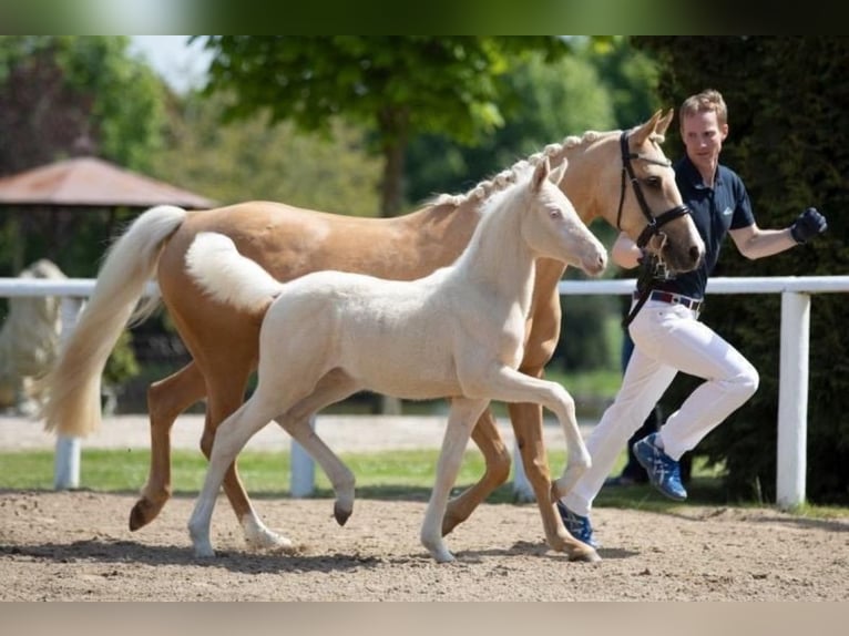 Niemiecki kuc wierzchowy Klacz 5 lat 147 cm Cremello in Hamburg Niemiecki kuc wierzchowy Klacz 5 lat 147 cm Cremello in Hamburg