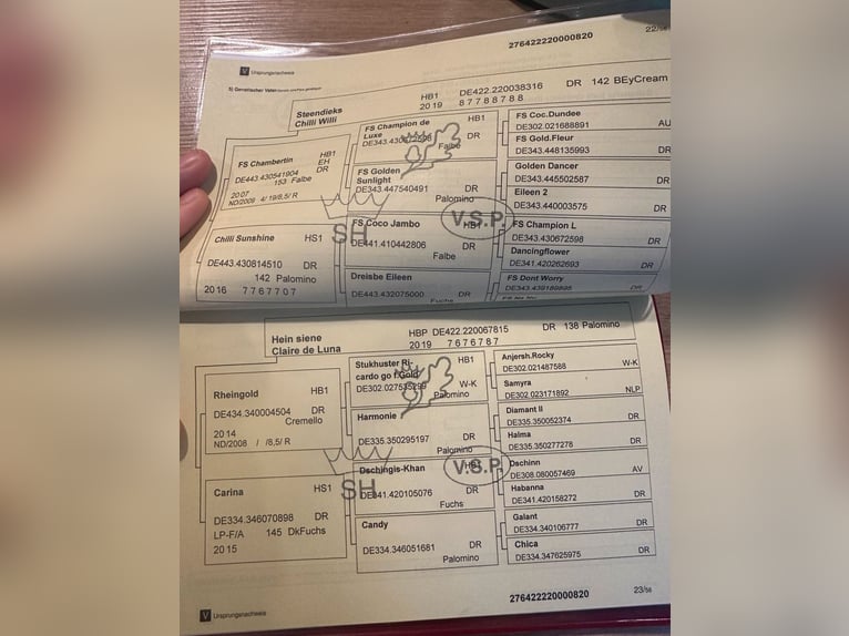 Niemiecki kuc wierzchowy Klacz 5 lat 147 cm Cremello in Hamburg