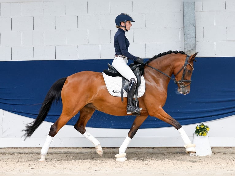 Niemiecki kuc wierzchowy Klacz 5 lat 147 cm Gniada in Marsberg