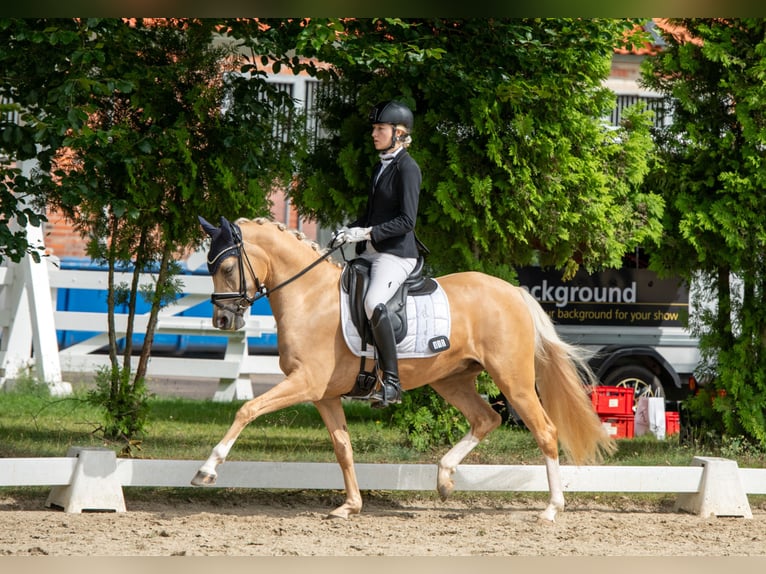 Niemiecki kuc wierzchowy Klacz 5 lat 147 cm Izabelowata in Fürstenau