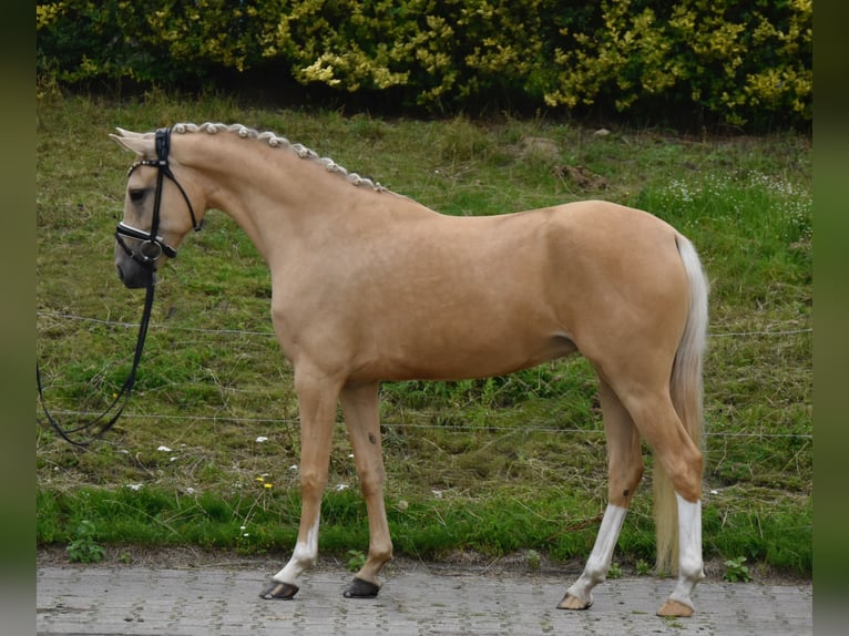 Niemiecki kuc wierzchowy Klacz 5 lat 147 cm Izabelowata in Fürstenau