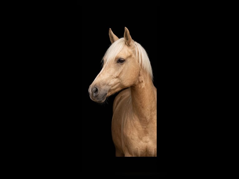 Niemiecki kuc wierzchowy Klacz 5 lat 147 cm Izabelowata in Linau