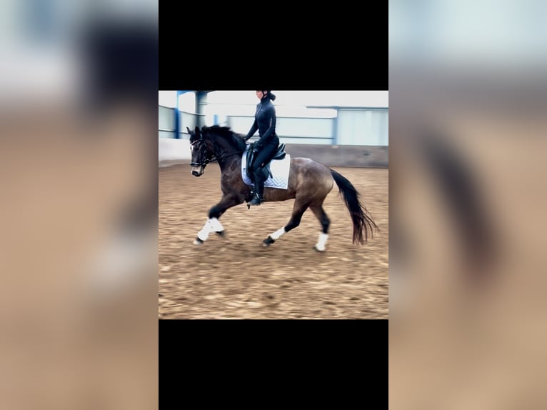 Niemiecki kuc wierzchowy Klacz 5 lat 147 cm Jelenia in Bexbach