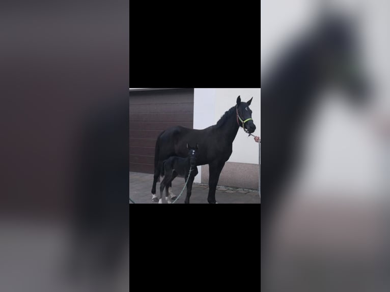 Niemiecki kuc wierzchowy Klacz 5 lat 147 cm Kara in Dallgow-D&#xF6;beritz