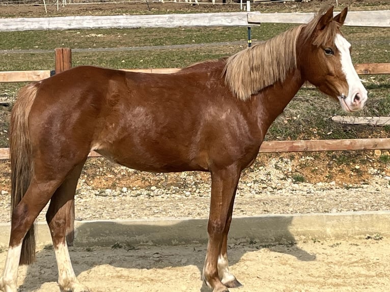 Niemiecki kuc wierzchowy Klacz 5 lat 147 cm Kasztanowata in Ursensollen