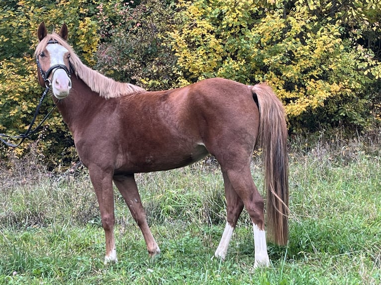 Niemiecki kuc wierzchowy Klacz 5 lat 147 cm Kasztanowata in Ursensollen