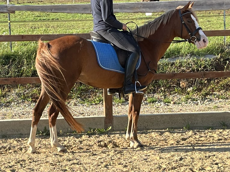 Niemiecki kuc wierzchowy Klacz 5 lat 147 cm Kasztanowata in Ursensollen
