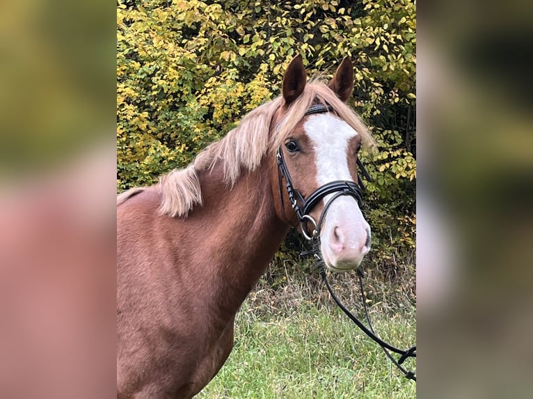 Niemiecki kuc wierzchowy Klacz 5 lat 147 cm Kasztanowata in Ursensollen