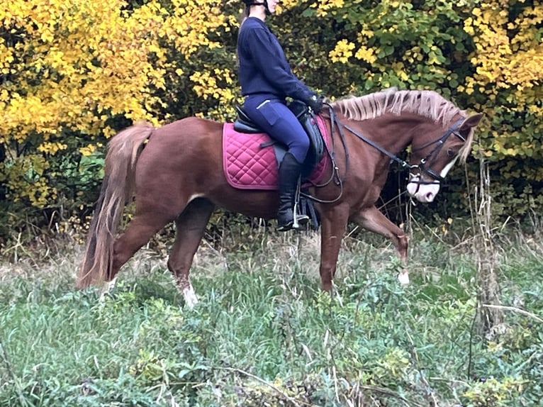 Niemiecki kuc wierzchowy Klacz 5 lat 147 cm Kasztanowata in Ursensollen