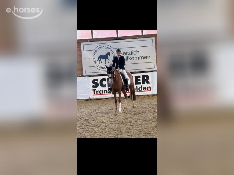 Niemiecki kuc wierzchowy Klacz 5 lat 147 cm Kasztanowata in Petershagen