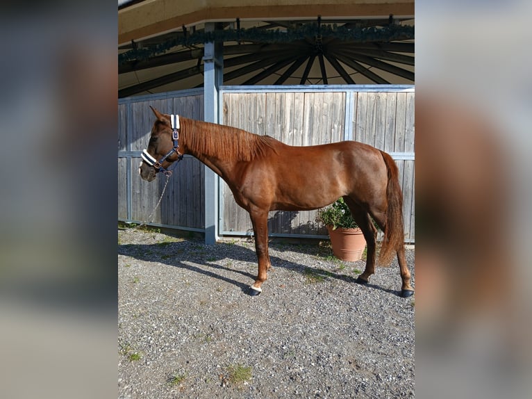 Niemiecki kuc wierzchowy Klacz 5 lat 147 cm Kasztanowata in Maurach a. A.