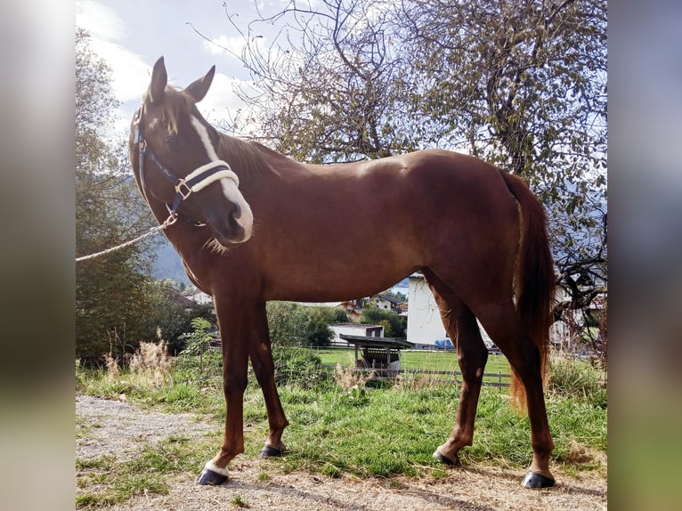 Niemiecki kuc wierzchowy Klacz 5 lat 147 cm in Maurach a. A.