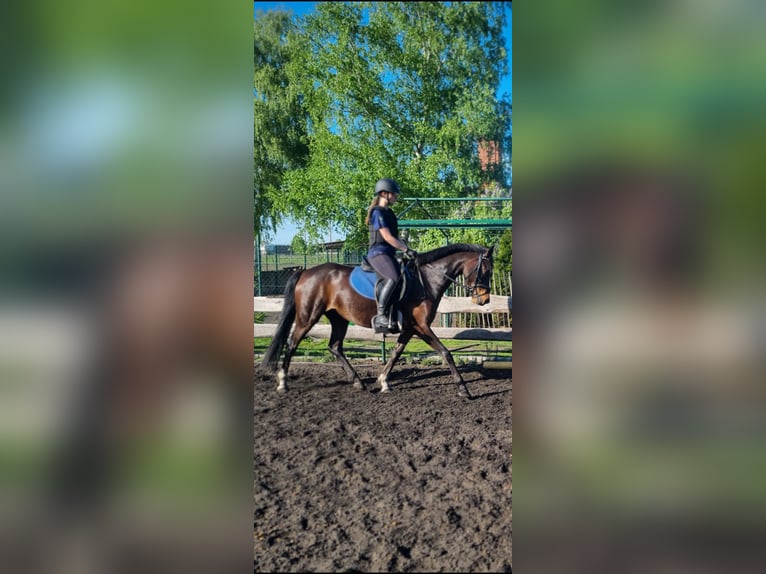 Niemiecki kuc wierzchowy Klacz 5 lat 148 cm Gniada in Stendal