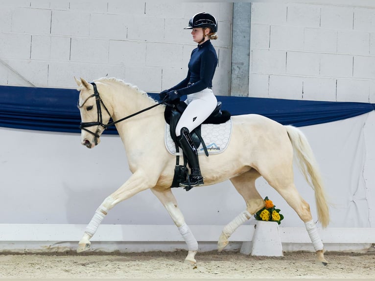 Niemiecki kuc wierzchowy Klacz 5 lat 148 cm Izabelowata in Marsberg