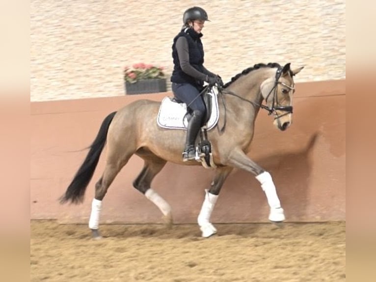 Niemiecki kuc wierzchowy Klacz 5 lat 148 cm Jelenia in Wehringen