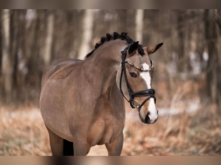 Niemiecki kuc wierzchowy Klacz 5 lat 148 cm Jelenia in Wehringen