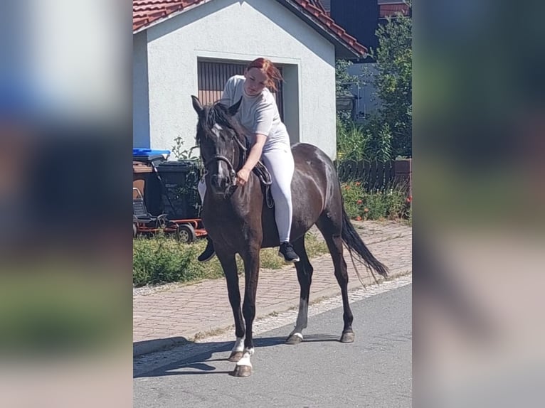 Niemiecki kuc wierzchowy Klacz 5 lat 148 cm Kara in Markvippach
