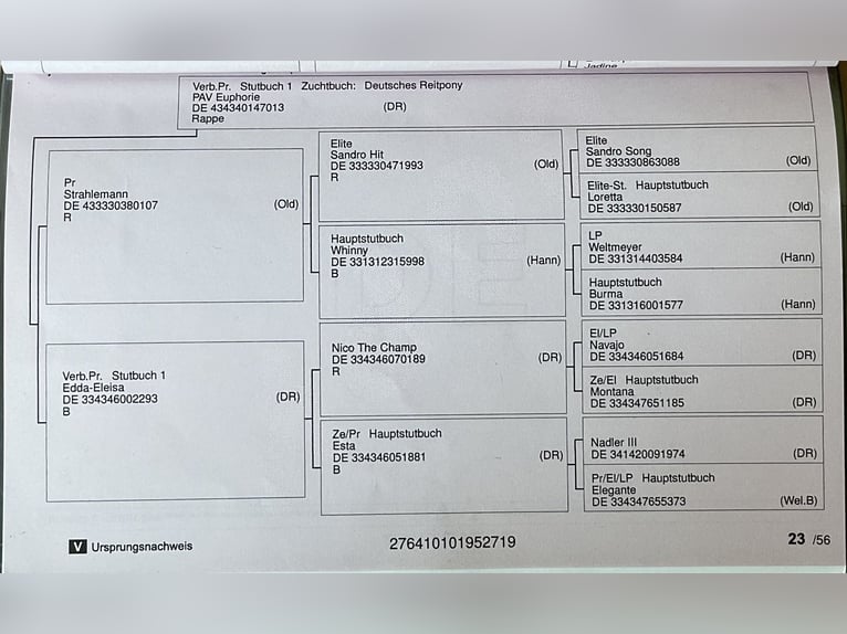 Niemiecki kuc wierzchowy Klacz 5 lat 148 cm Kara in Wollershausen