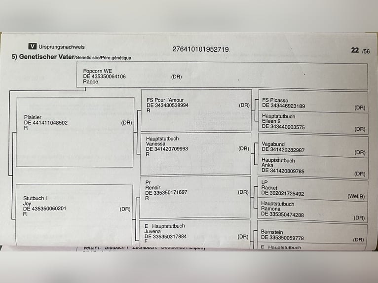 Niemiecki kuc wierzchowy Klacz 5 lat 148 cm Kara in Wollershausen