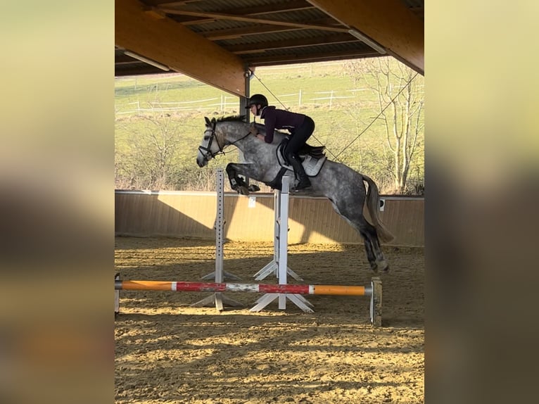 Niemiecki kuc wierzchowy Klacz 5 lat 148 cm Siwa in Plettenberg