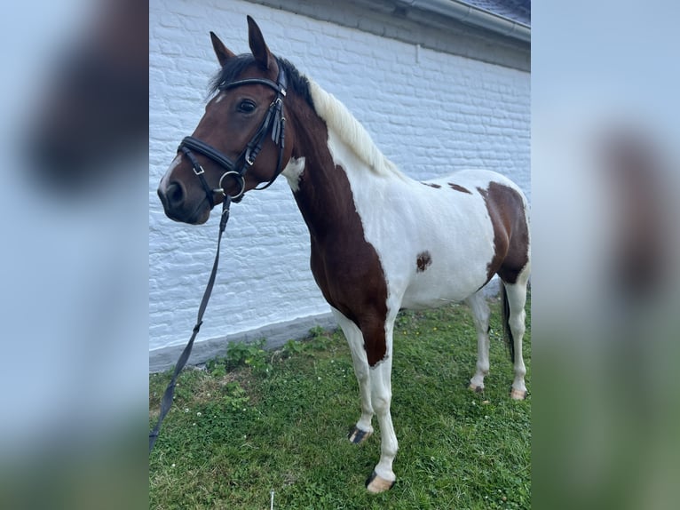 Niemiecki kuc wierzchowy Klacz 5 lat 148 cm Srokata in Köln