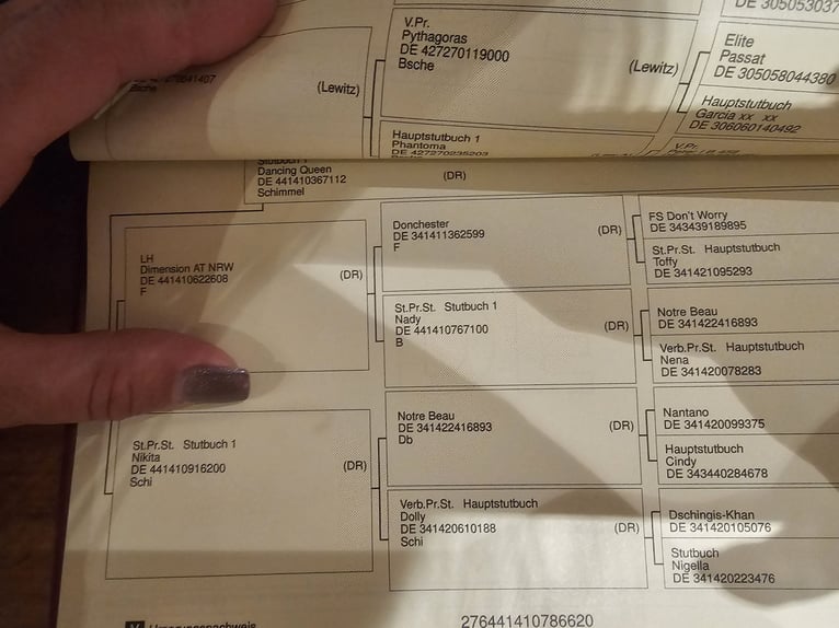 Niemiecki kuc wierzchowy Klacz 5 lat 148 cm Srokata in Gescher