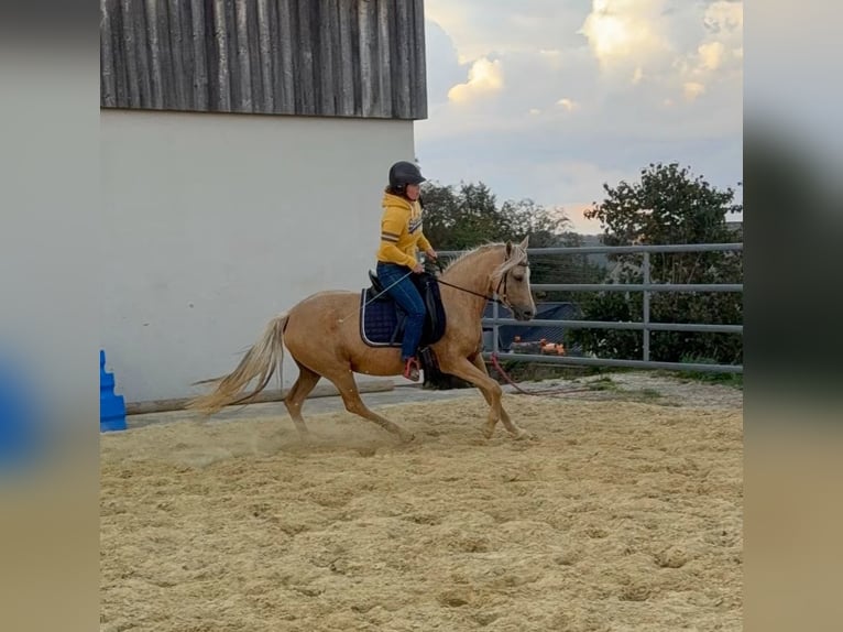Niemiecki kuc wierzchowy Klacz 5 lat 148 cm Szampańska in Daleiden