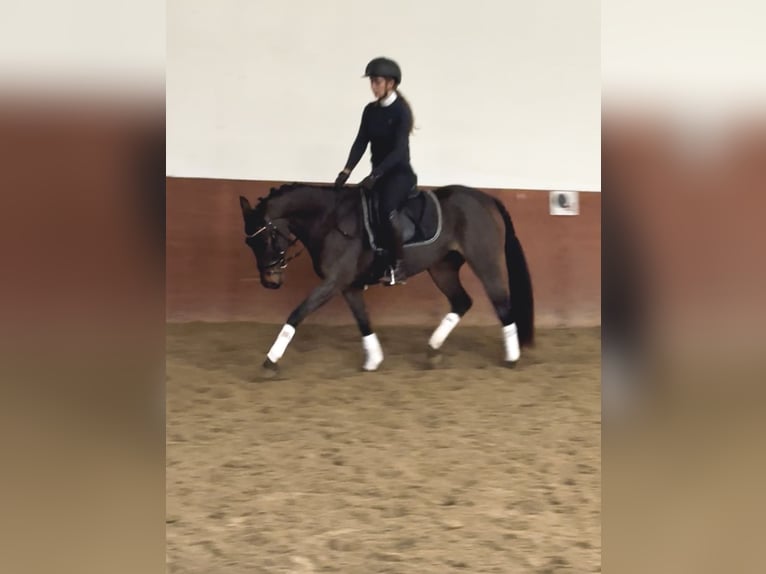 Niemiecki kuc wierzchowy Klacz 5 lat 152 cm Gniada in Moisburg