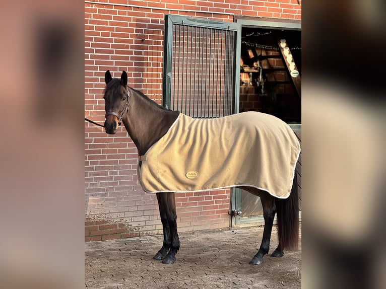 Niemiecki kuc wierzchowy Klacz 5 lat 152 cm Gniada in Moisburg