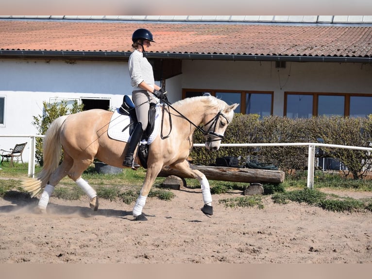 Niemiecki kuc wierzchowy Klacz 5 lat 152 cm Izabelowata in Stolpe