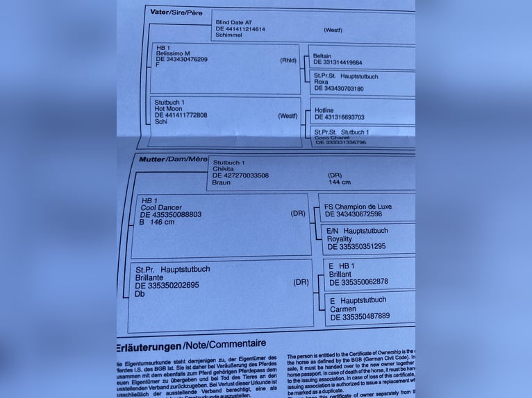 Niemiecki kuc wierzchowy Klacz 5 lat 153 cm Ciemnogniada in Großheide