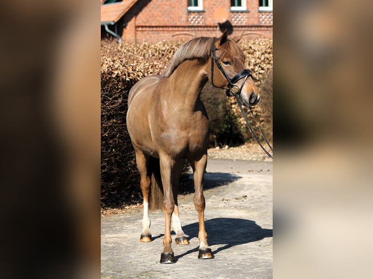 Niemiecki kuc wierzchowy Klacz 5 lat 153 cm Ciemnokasztanowata in Rehburg-Loccum Münchehagen