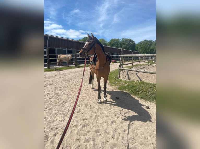 Niemiecki kuc wierzchowy Klacz 5 lat 153 cm Gniada in Seeth-Ekholt