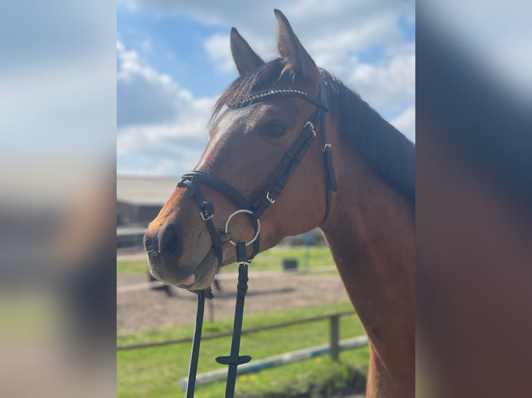 Niemiecki kuc wierzchowy Klacz 5 lat 153 cm Gniada in Seeth-Ekholt