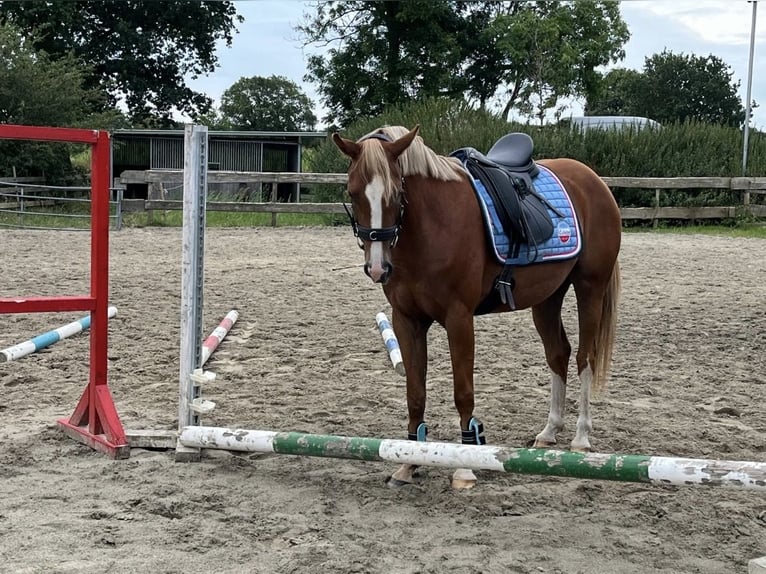Niemiecki kuc wierzchowy Klacz 5 lat 153 cm Kasztanowata in Ostrohe