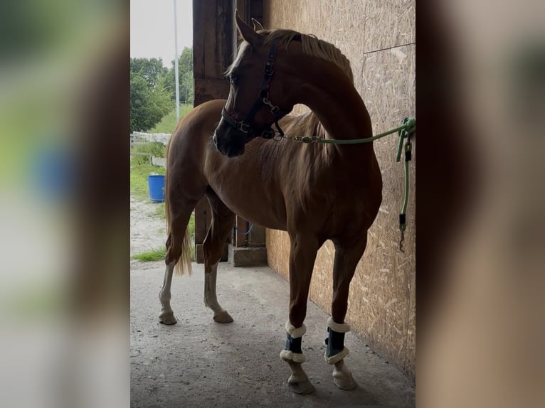 Niemiecki kuc wierzchowy Klacz 5 lat 153 cm Kasztanowata in Ostrohe