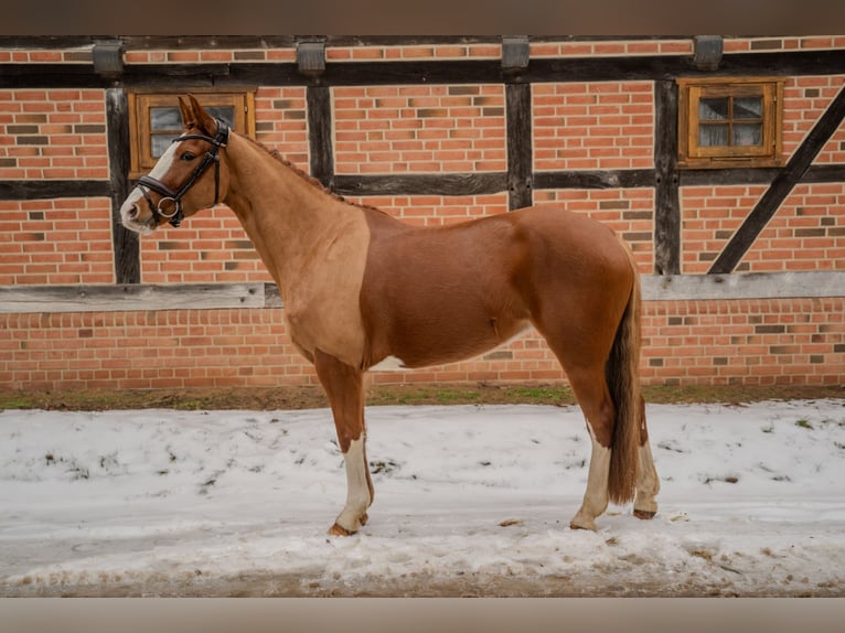 Niemiecki kuc wierzchowy Klacz 5 lat 153 cm Kasztanowata in Redefin