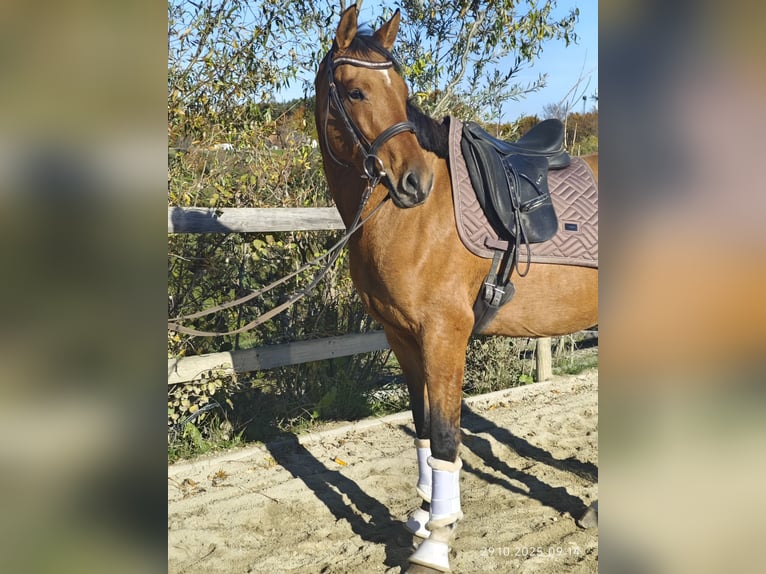 Niemiecki kuc wierzchowy Klacz 5 lat 155 cm Bułana in St. Marain b. Graz