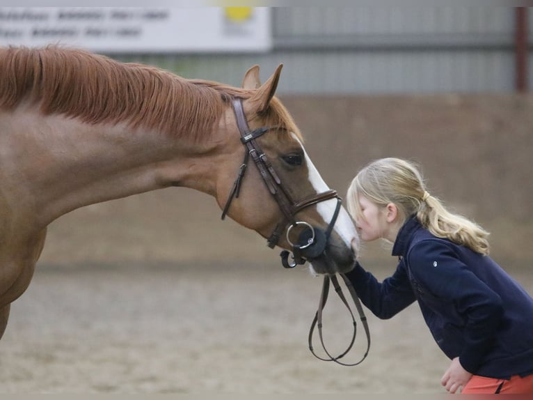 Niemiecki kuc wierzchowy Klacz 5 lat 156 cm Kasztanowata in Wildeshausen