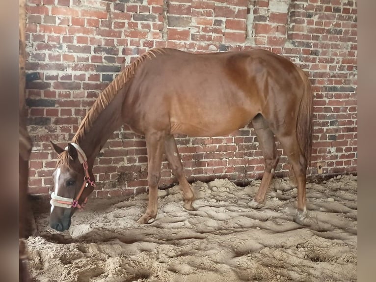 Niemiecki kuc wierzchowy Klacz 5 lat 157 cm Kasztanowata in Extertal