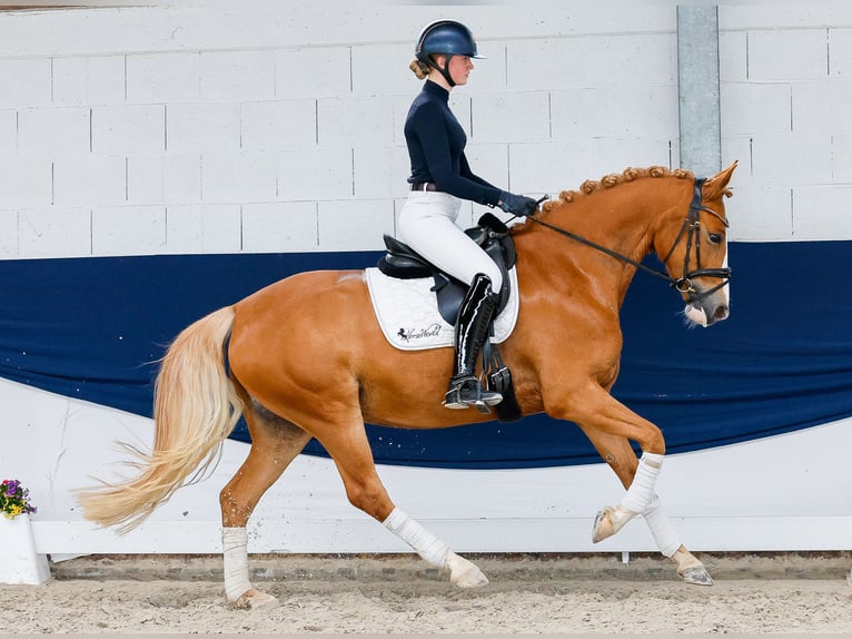Niemiecki kuc wierzchowy Klacz 5 lat 160 cm Kasztanowata in Marsberg