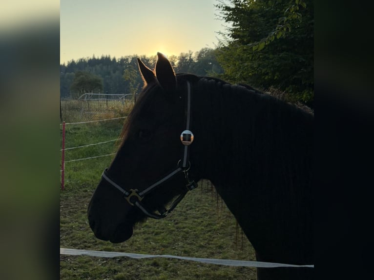 Niemiecki kuc wierzchowy Klacz 5 lat 165 cm Kara in Auma-Weidatal