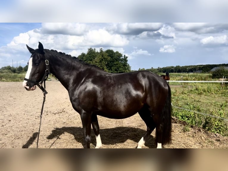 Niemiecki kuc wierzchowy Klacz 6 lat 134 cm Kara in Hamburg Allerm&#xF6;he