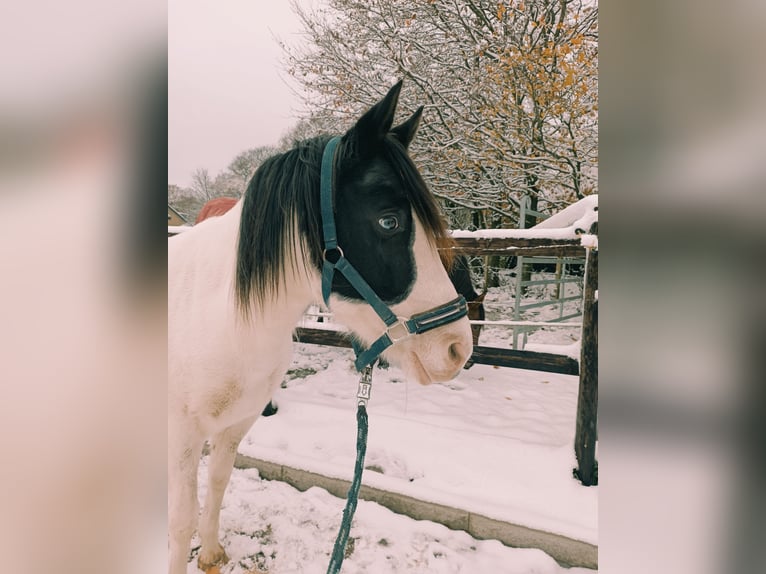 Niemiecki kuc wierzchowy Mix Klacz 6 lat 135 cm Srokata in Wermelskirchen