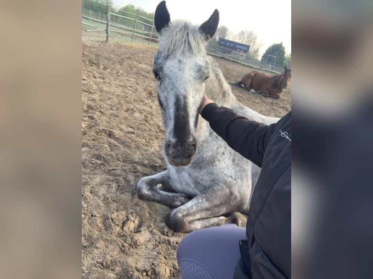 Niemiecki kuc wierzchowy Mix Klacz 6 lat 138 cm Srokata in Altlandsberg