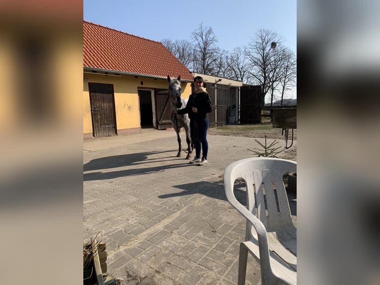 Niemiecki kuc wierzchowy Mix Klacz 6 lat 138 cm Srokata in Altlandsberg